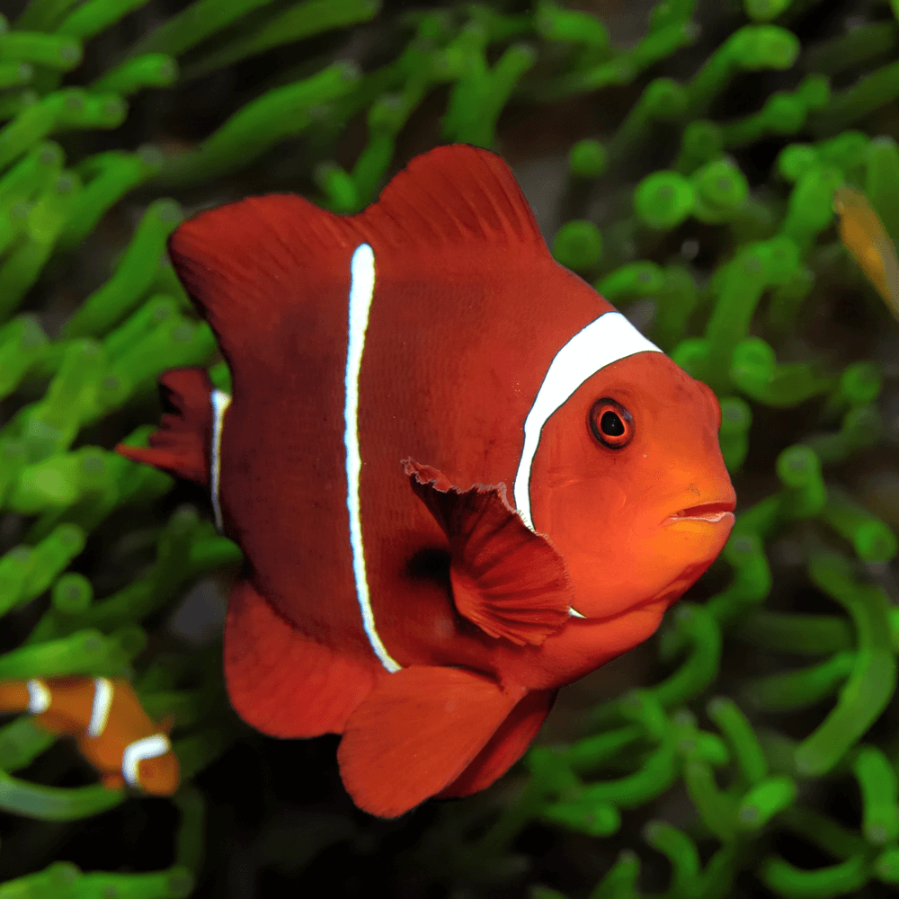Premnas Biaculeatus Poisson Clown A Joues Epineuses S Aquaplante