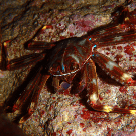 Percnon gibbesi - Crabe plat des oursins