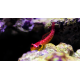 Synchiropus moyeri - Dragonnet de Moyer
