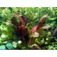 Echinodorus X Barthii Pied Mère - Plante d'aquarium facile XXL