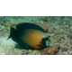 Acanthurus pyroferus - Chirurgien Porteur de Feu 