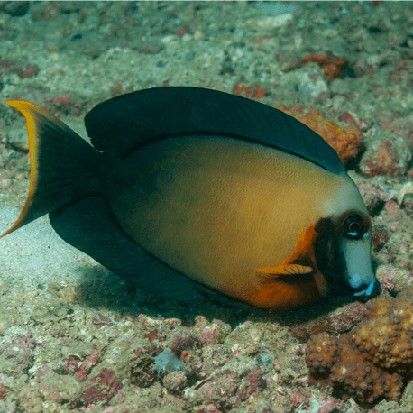 Acanthurus pyroferus - Chirurgien Porteur de Feu 