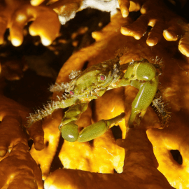 Mithrax sculptus - Crabe alguivore