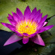 Nymphaea Ruby POT XL DE 3L