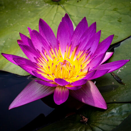 Nymphaea Ruby POT XL DE 3L