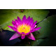 Nymphaea Ruby POT XL DE 3L