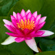 Nymphaea Ellisiana POT XL DE 3L