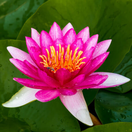 Nymphaea Ellisiana POT XL DE 3L