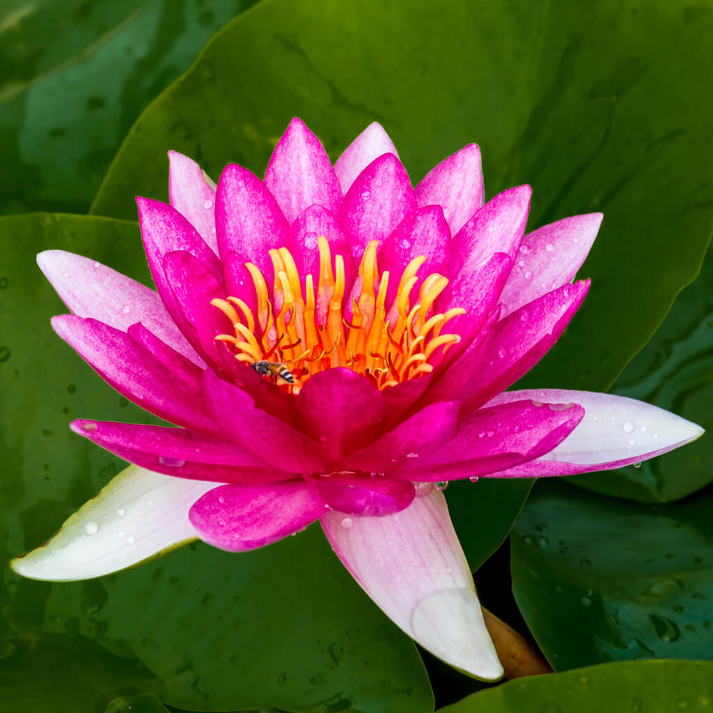 Engrais Pour Plantes Aquatiques - 200 G - Spécial Lotus Et Nénuphars - Favorise Croissance, Floraison Et Racines