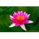 Nymphaea Ellisiana POT XL DE 3L