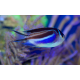 Genicanthus bellus - Poisson-ange lyre splendide Femelle M