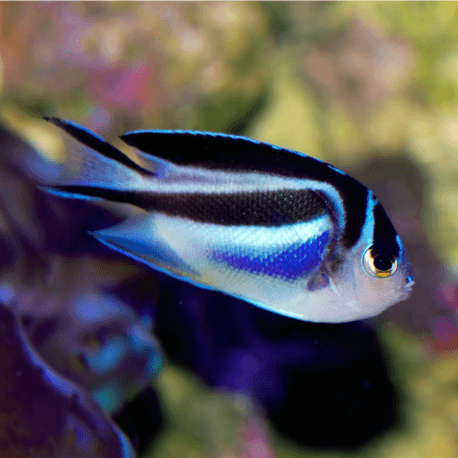 Genicanthus bellus - Poisson-ange lyre splendide Femelle M