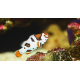 Amphiprion ocellaris orange Storm M