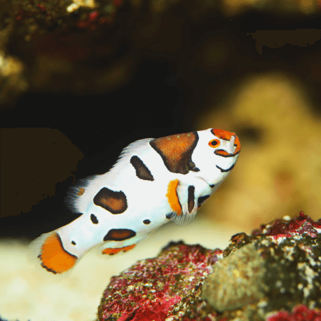 Amphiprion ocellaris orange Storm M