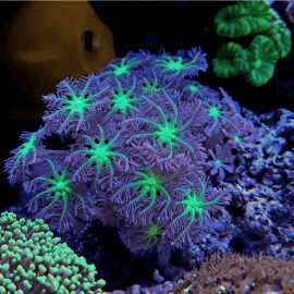 Clavularia sp. green frag