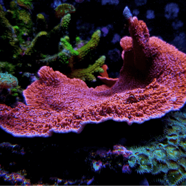 Montipora plateau rouge frag