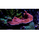 Montipora plateau rouge frag