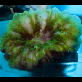 Cynarina lacrymalis green 5-7cm