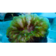 Cynarina lacrymalis green 5-7cm
