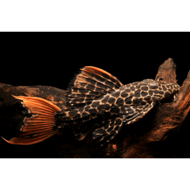 Pseudacanthicus leopardus L600 4-6 cm - Pleco cactus (Elevage Taïwan)