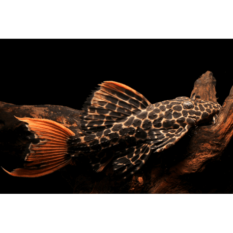 Pseudacanthicus leopardus L600 4-6 cm - Pleco cactus (Elevage Taïwan)