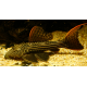 Pseudacanthicus pirarara L025 20-25CM - Scarlet cactus pleco