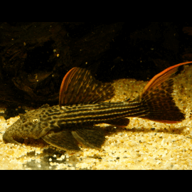 Pseudacanthicus pirarara L025 20-25CM - Scarlet cactus pleco