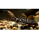 Pseudacanthicus sp. L273 4-6 cm - Titanicus Pleco (Elevage Taïwan)