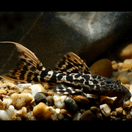 Pseudacanthicus sp. L273 4-6 cm - Titanicus Pleco (Elevage Taïwan)