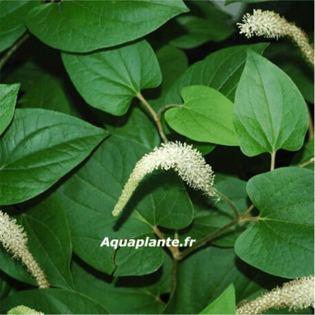 Saururus Cernuus - Plante d'aquarium facile