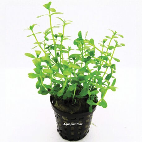 Bacopa Monnieri - Plante facile pour aquarium