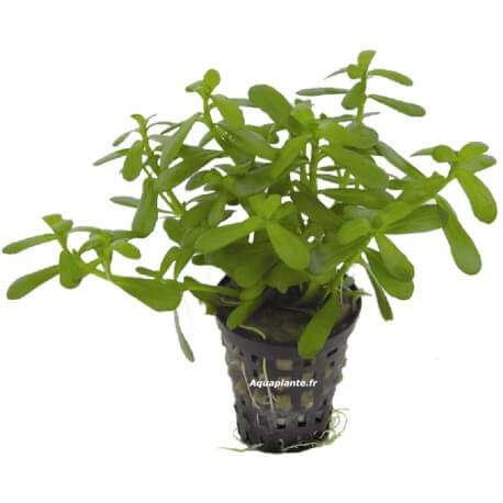 Bacopa Compacta - Plante facile pour aquarium