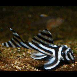 Hypancistrus zebra L046 4-5cm