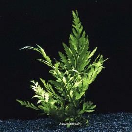 Bolbitis Heudelotii