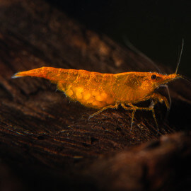 Crevette Neocaridina heteropoda Sakura orange