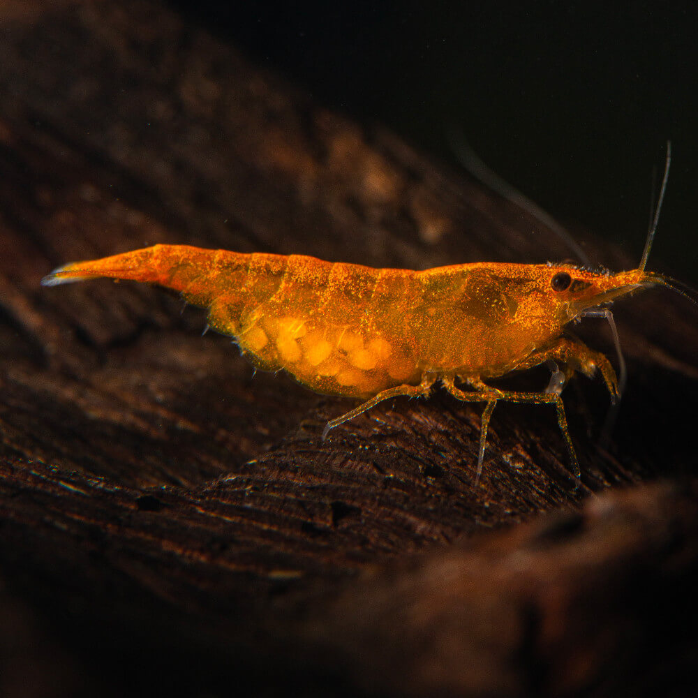 10 Crevettes Vivantes Neocaridina Orange Rilli - Taille 1-1,5 Cm - Élevage Belge, Adapté Eau Du Robinet - Pour Aquarium