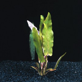 Barclaya Longifolia