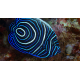 Pomacanthus imperator - Poisson-ange empereur Juvénile M