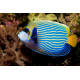 Pomacanthus imperator - Poisson-ange empereur Juvénile M