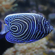 Pomacanthus imperator - Poisson-ange empereur Juvénile M
