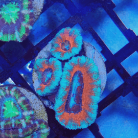 Acanthastrea sp. Bleu-orange