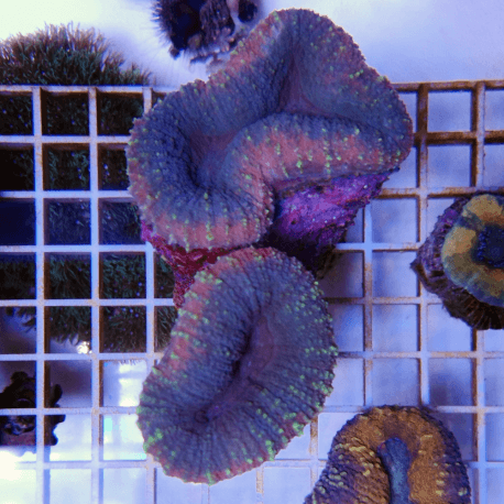 Lobophyllia sp. Multicolor LM1