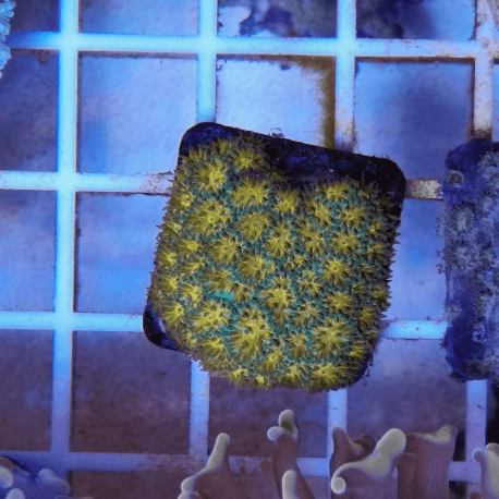 Leptastrea sp. John Deere ́s frag