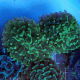 Euphyllia paraancora Green/Yellow Fluo Frag 2 têtes