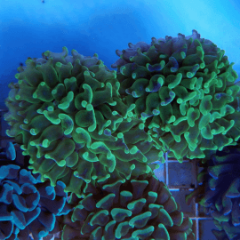 Euphyllia paraancora Green/Yellow Fluo Frag 2 têtes