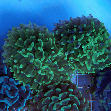 Euphyllia paraancora Green/Yellow Fluo Frag 2 têtes