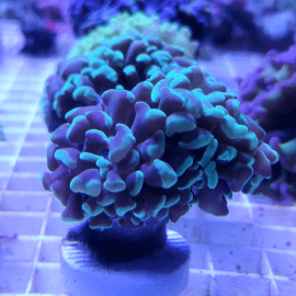 Euphyllia paraancora Green/Blue Frag 1 tête