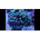 Euphyllia paraancora Green/Blue Frag 4 têtes