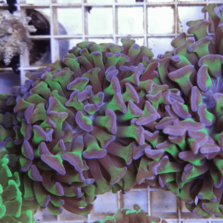 Euphyllia paraancora Green Reverse frag 3 têtes