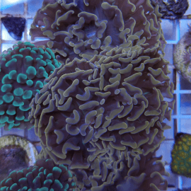 Euphyllia paraancora Bronze frag 2 têtes